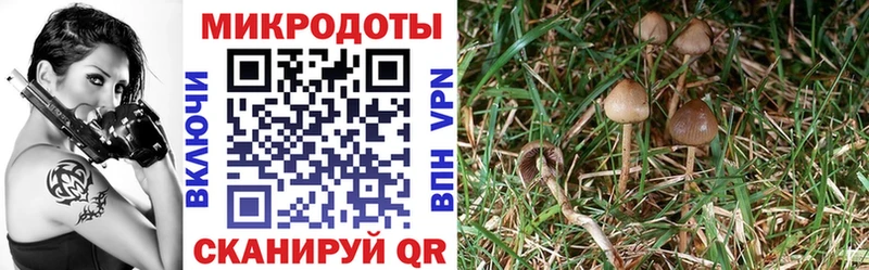 хочу наркоту  Плавск  Галлюциногенные грибы ЛСД 